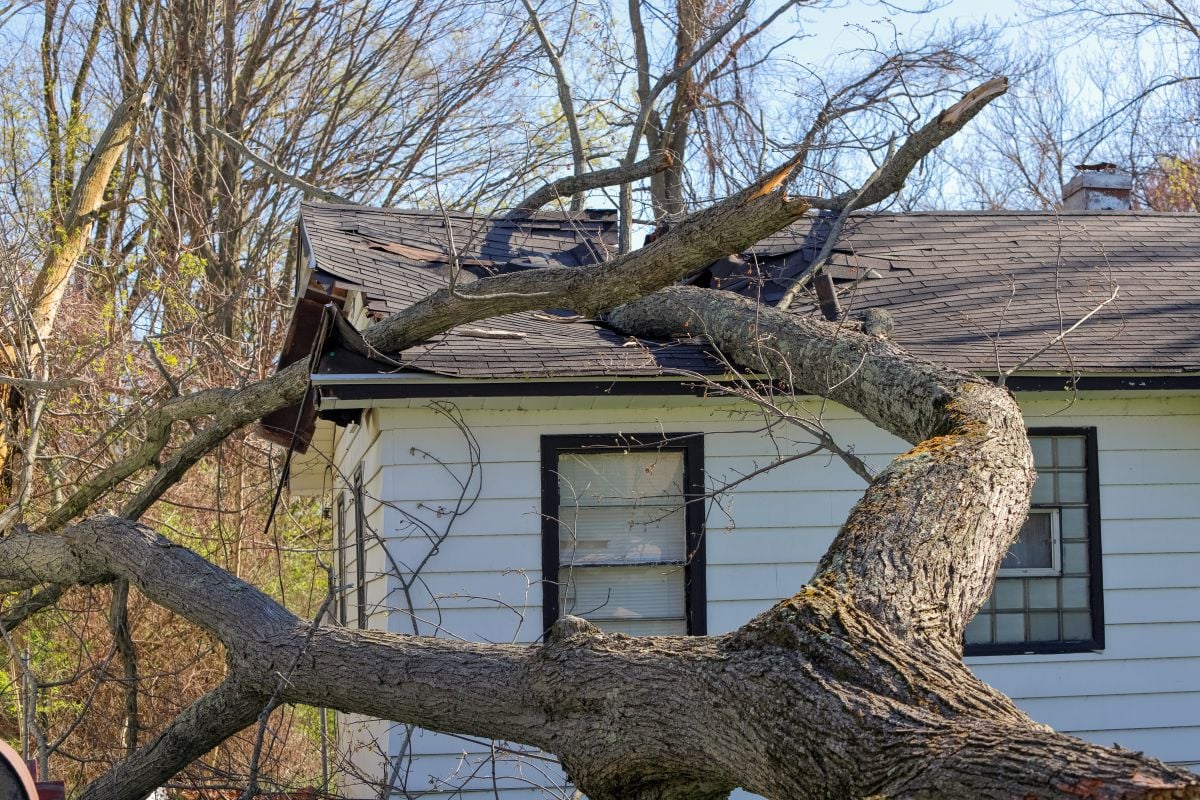 who provides emergency roof repair in eau claire wi tree fallen on top of roof